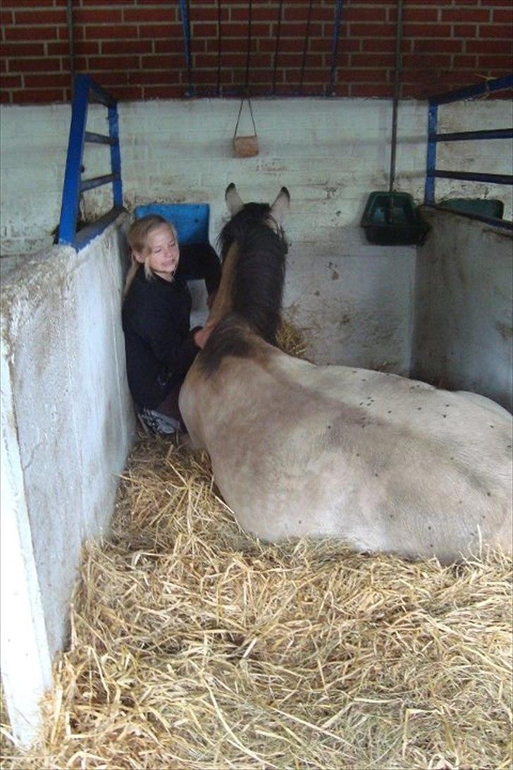 Welsh Pony af Cob-type (sec C) rotterdams sheila billede 14