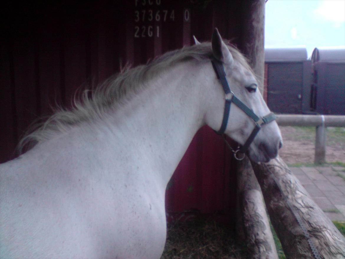 Lipizzaner kerka (kiki) billede 7