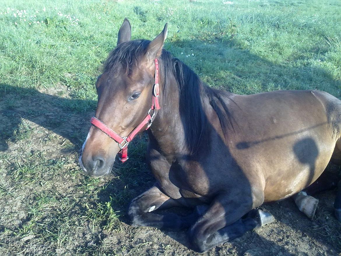 Anden særlig race Egekvist's Chili billede 12
