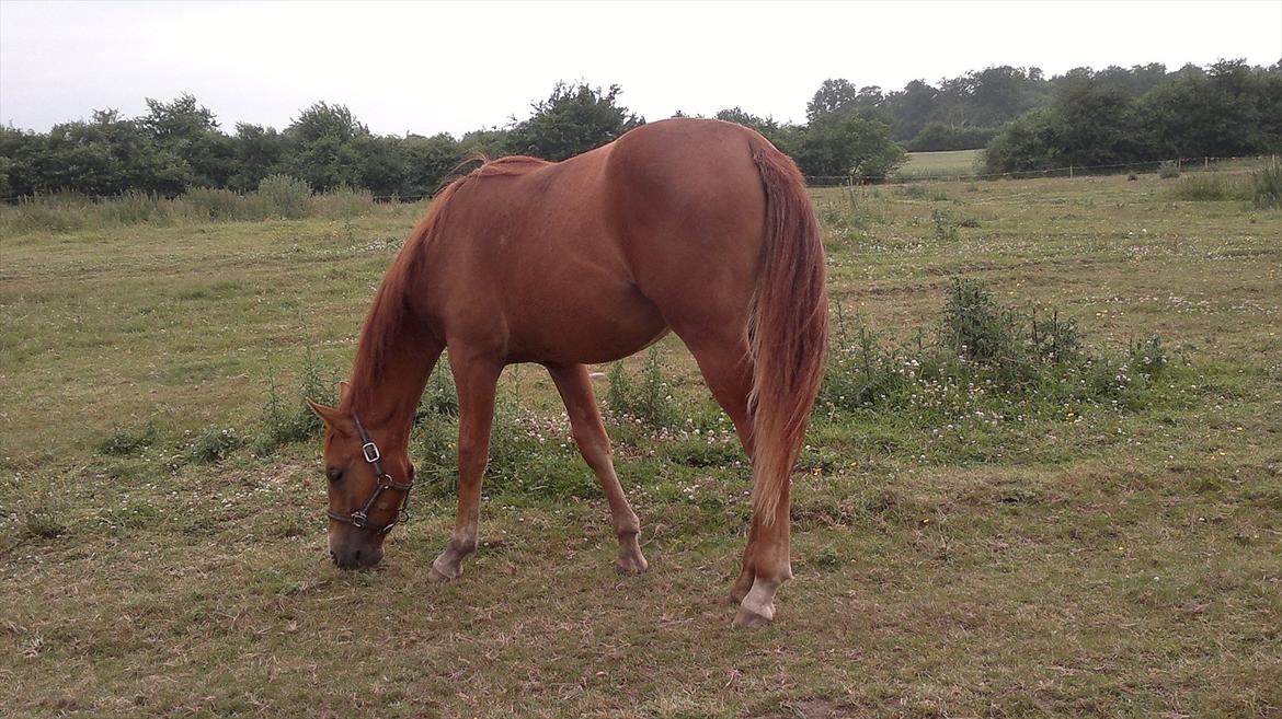 Dansk Varmblod /Oldenborg Safir billede 18