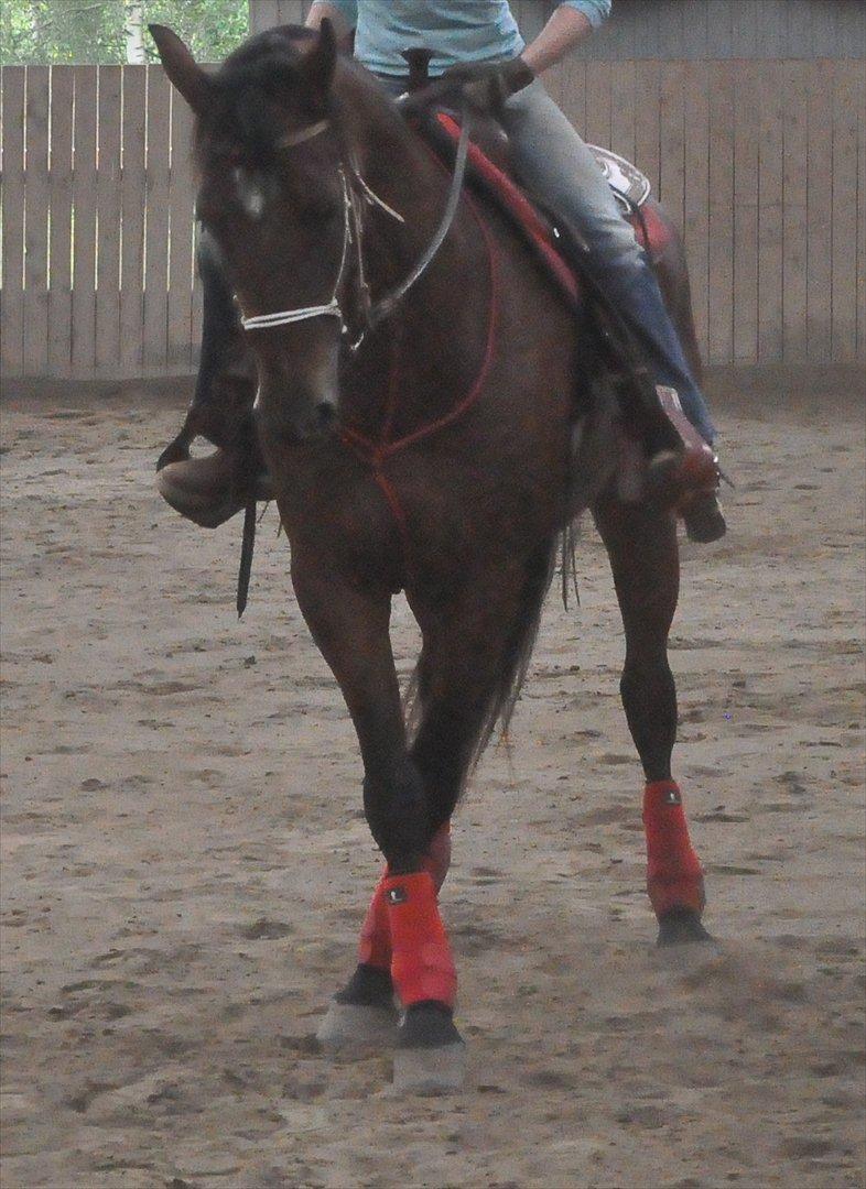 Anden særlig race Cleopatra billede 13