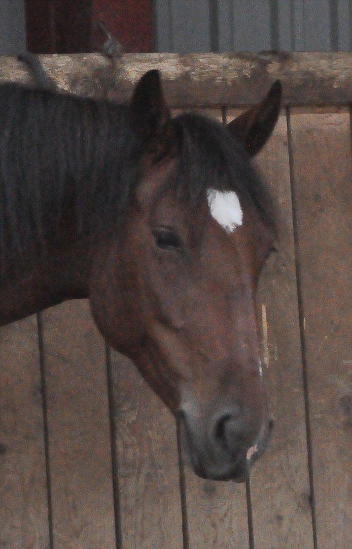 Anden særlig race Cleopatra billede 14