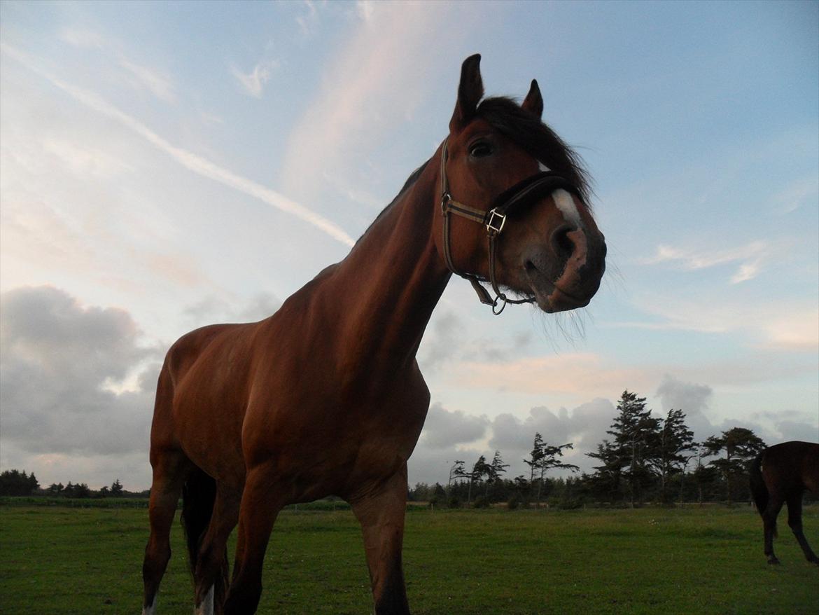 Anden særlig race Moonlight - 15. Juli 2011 billede 9