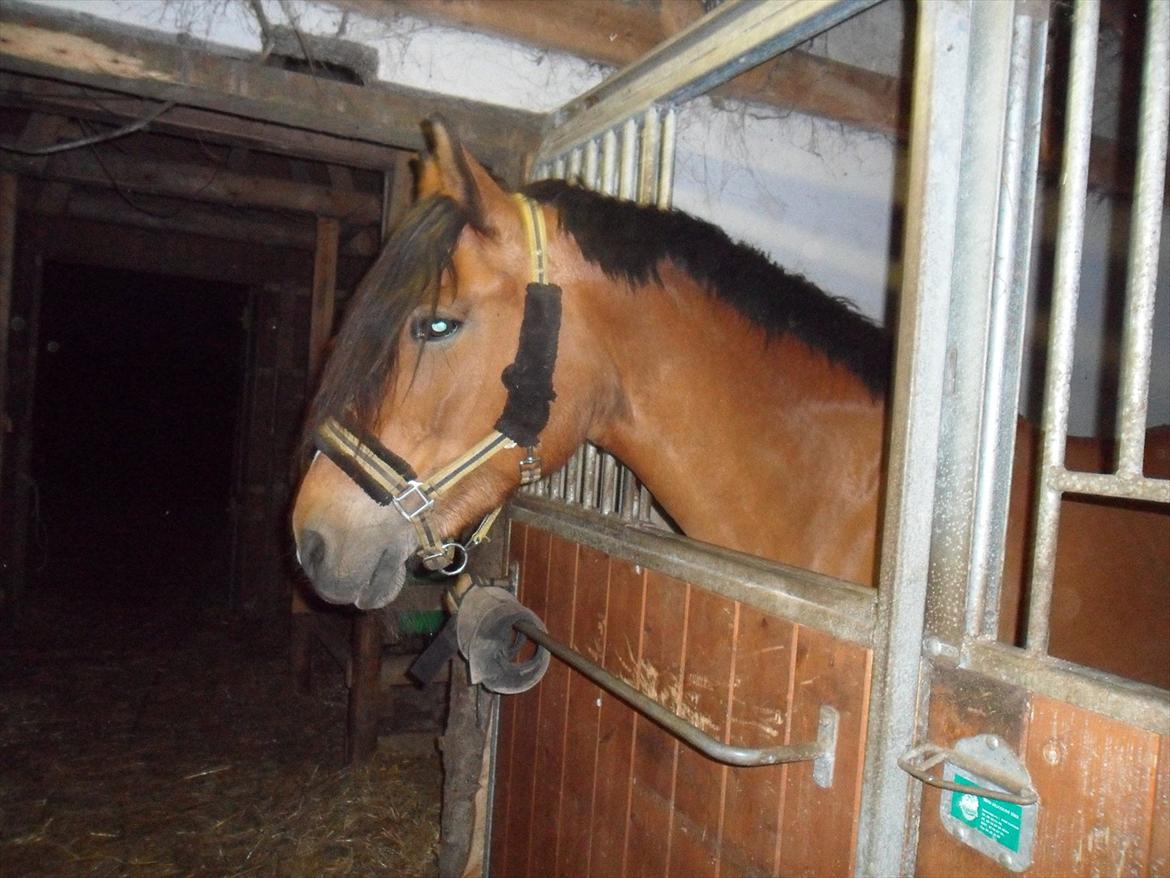 Anden særlig race Moonlight - 14. Juni 2011 billede 11