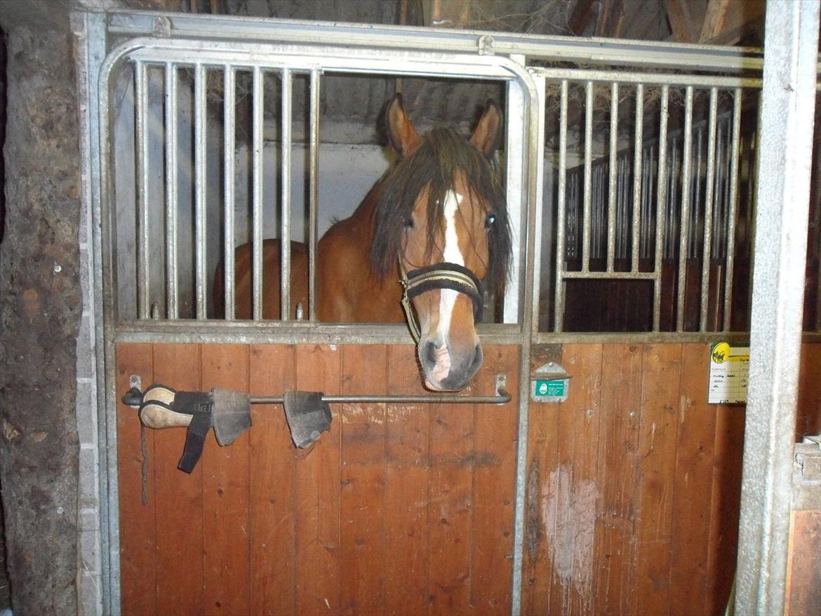 Anden særlig race Moonlight - 14. Juni 2011 billede 12