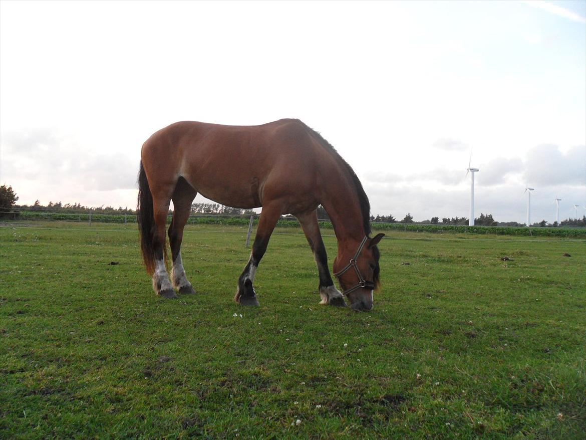 Anden særlig race Moonlight - 15. Juli 2011 billede 8