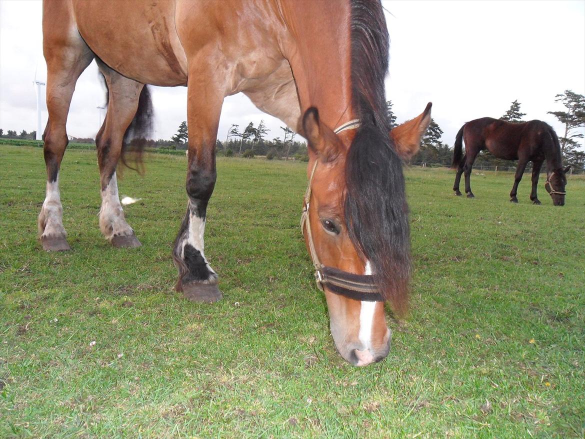 Anden særlig race Moonlight - 15. Juli 2011 billede 10