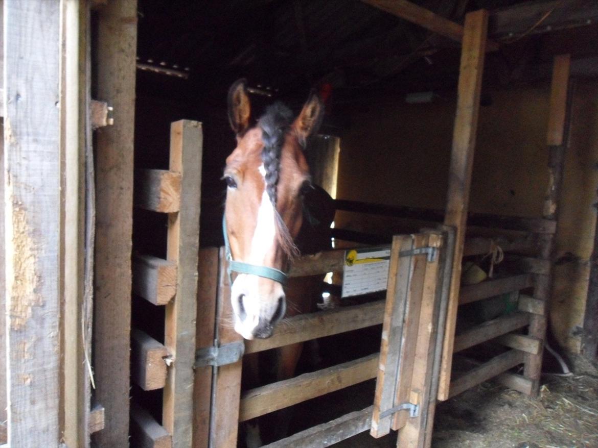 Anden særlig race Moonlight - 12. August 2011 billede 6