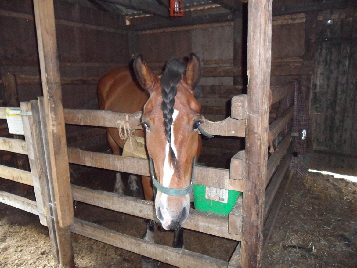 Anden særlig race Moonlight - 12. August 2011 billede 7