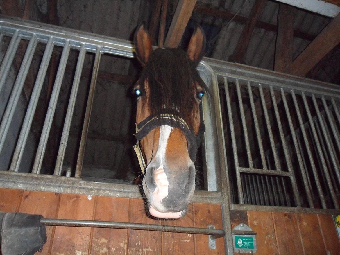 Anden særlig race Moonlight - 14. Juni 2011 billede 13