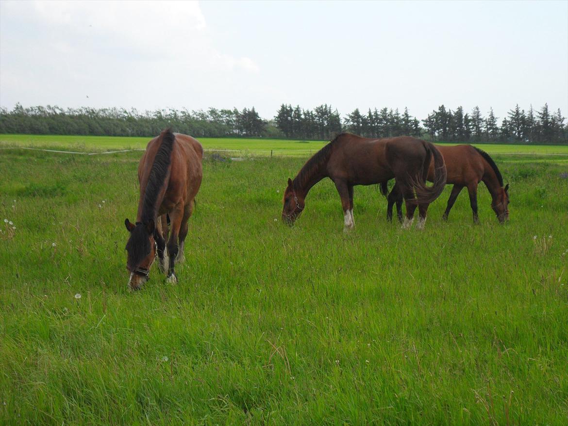 Anden særlig race Moonlight - 30. Maj 2011........Moonlight er hesten længst til venstre...  billede 14