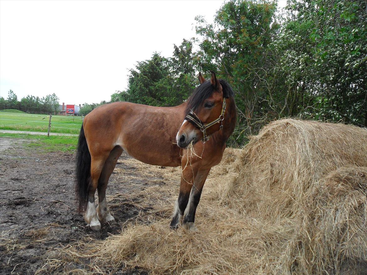 Anden særlig race Moonlight - 22. Maj 2011..........Her har jeg haft hende i ca. 3 uger...stadig ret tynd og grim i pelsen :(  billede 15