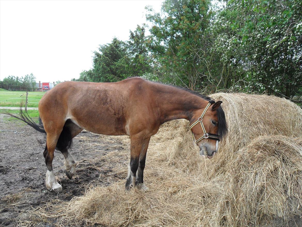 Anden særlig race Moonlight - 22. Maj 2011..........Her har jeg haft hende i ca. 3 uger...stadig ret tynd og grim i pelsen :(  billede 16