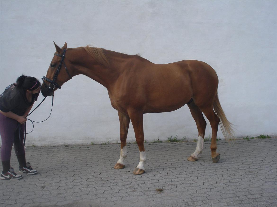 Dansk Varmblod Amber First billede 6