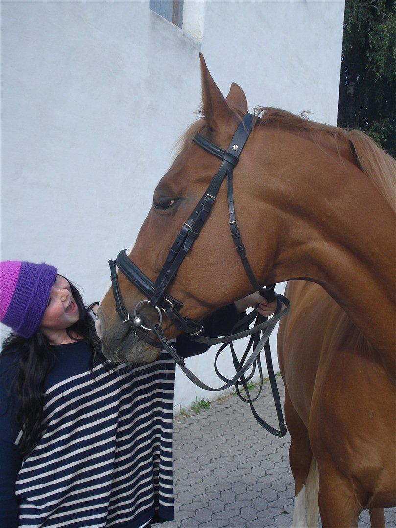 Dansk Varmblod Amber First billede 7