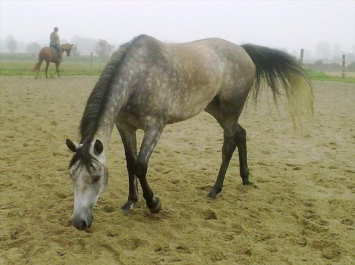 Shagya Araber (SH) Butterhill`s Khadarz billede 8