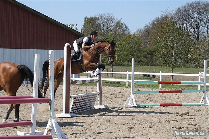 Hollandsk Varmblod Luna billede 8