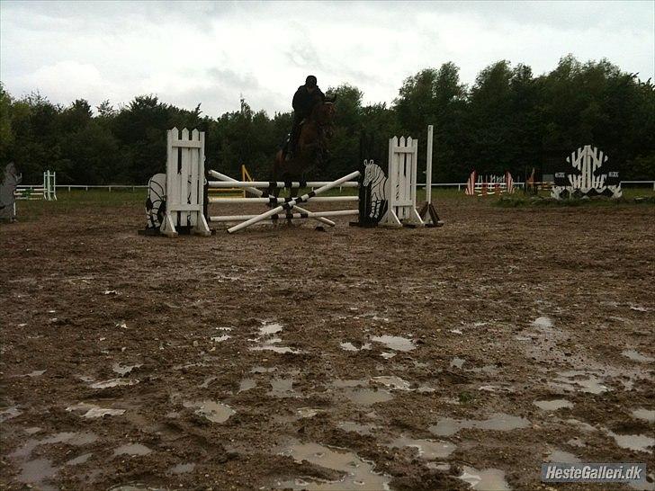 Hollandsk Varmblod Luna billede 9