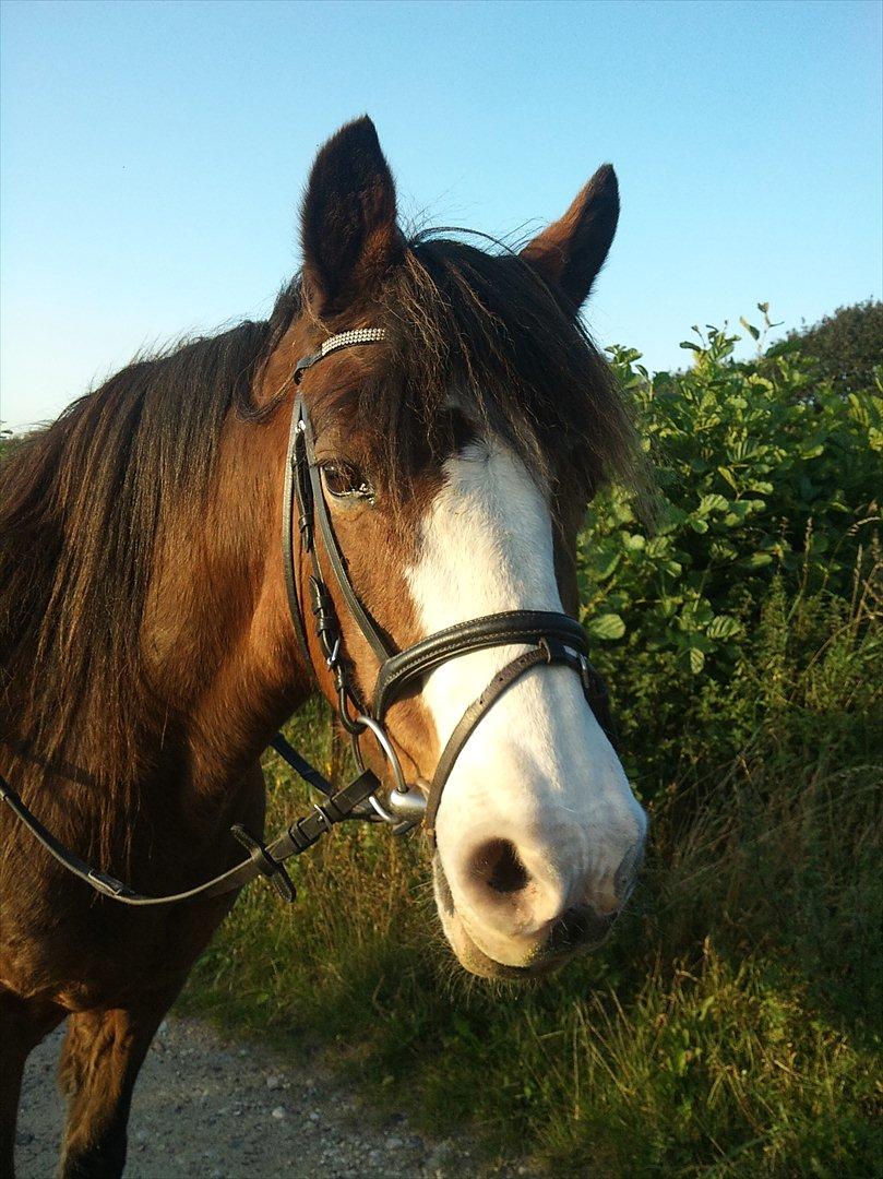 DSP Bibsen (Passer) - Så sød <3 billede 2