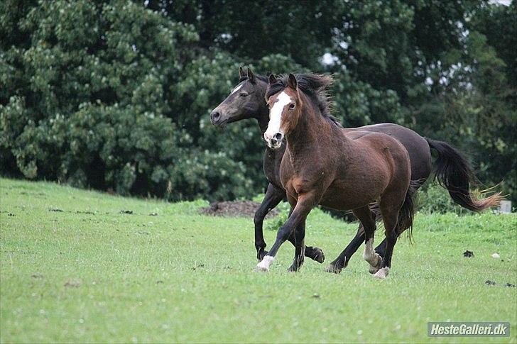 DSP Bibsen (Passer) - Du er virkelig bare så lækker mus! :* billede 13
