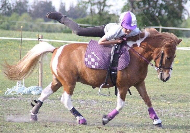 Anden særlig race Laika  billede 15