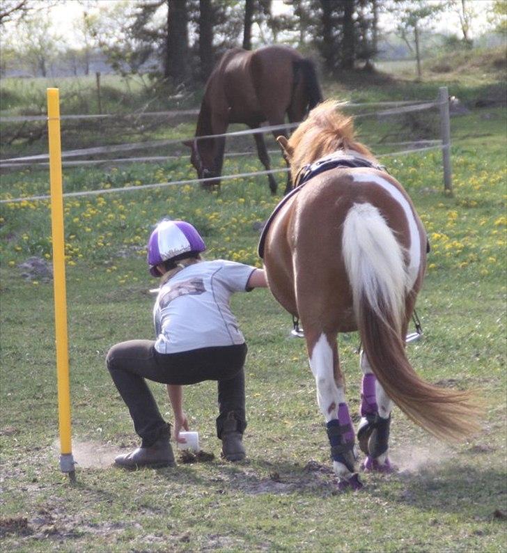 Anden særlig race Laika  billede 16