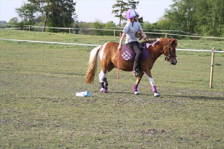 Anden særlig race Laika  billede 17