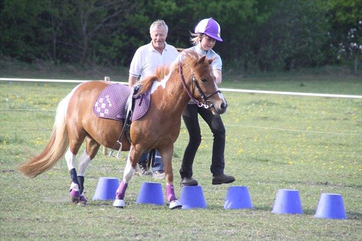 Anden særlig race Laika  billede 18
