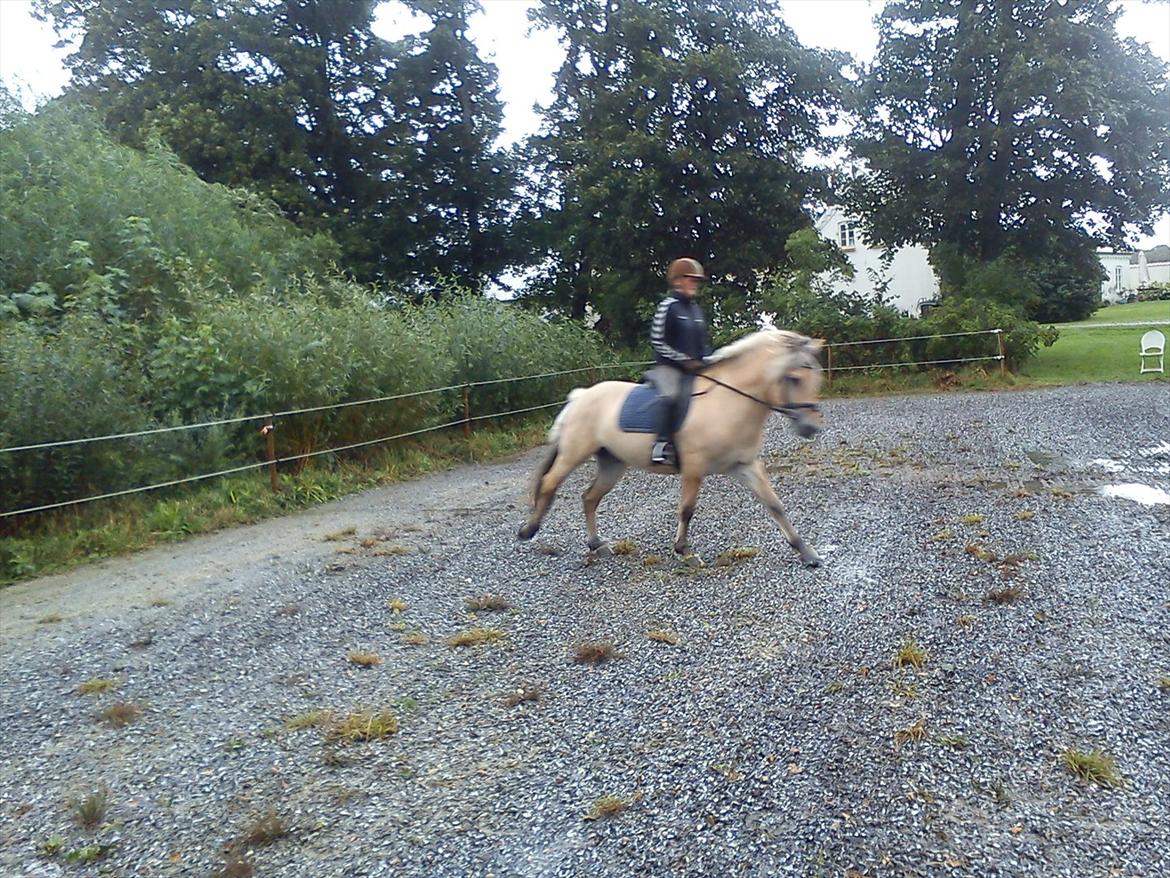 Fjordhest Model skovå (HINGST) billede 18