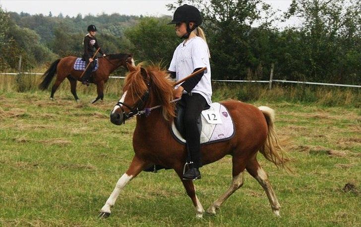 Anden særlig race Laika  billede 19