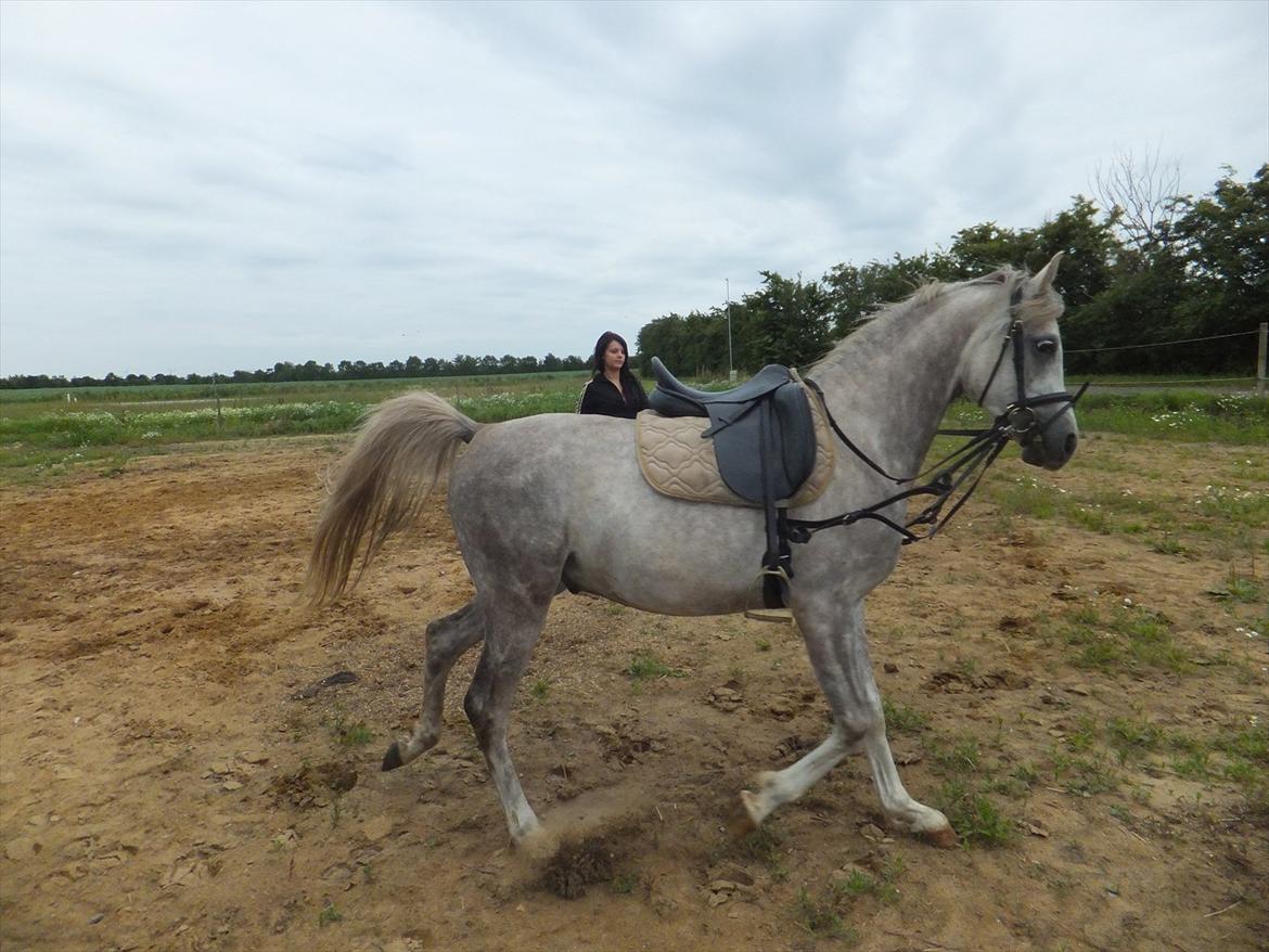Arabisk fuldblod (OX) Tahir El Sad (solgt) - da jeg var nede og prøve ham<3 billede 7