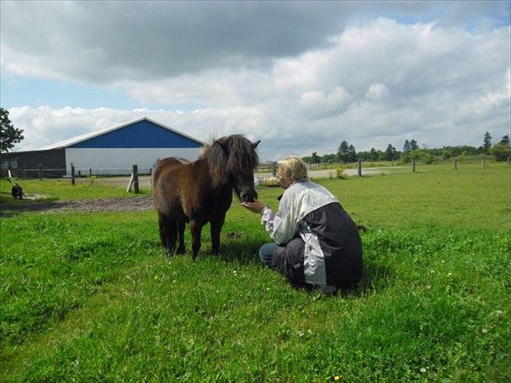 Shetlænder Degneløkken's Andrea billede 10