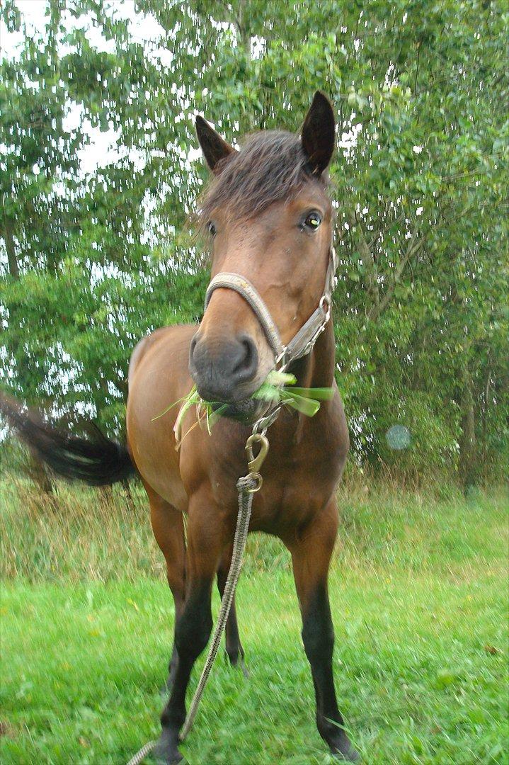 Anden særlig race Mister billede 4