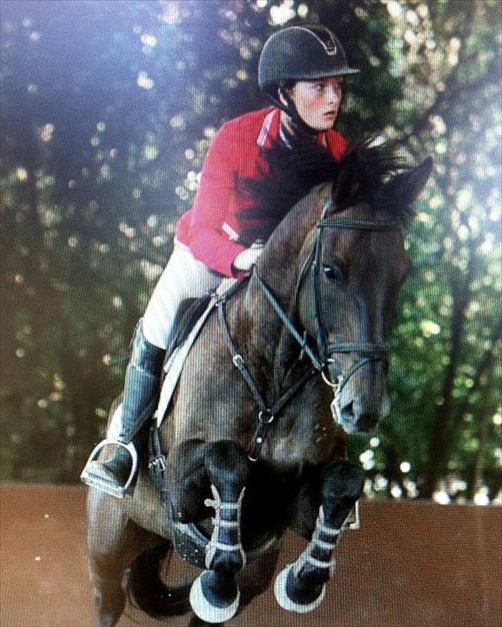 Belgisk varmblod Ulysse billede 1