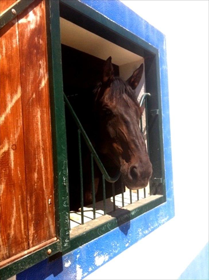 Belgisk varmblod Ulysse - Kigger ud af sit vindueeee jaaa :=)) billede 3