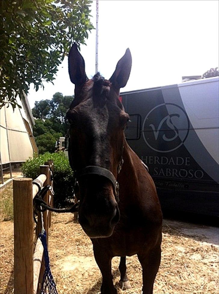 Belgisk varmblod Ulysse billede 4