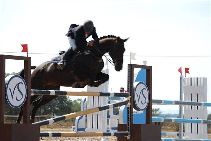 Belgisk varmblod Ulysse - Med Frederico Serra - CIC2* billede 5