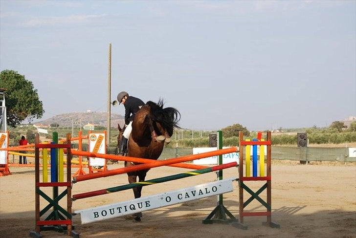 Belgisk varmblod Ulysse - Med Frederico Serra billede 6