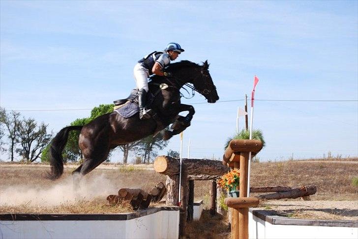 Belgisk varmblod Ulysse - Med Frederico Serra - CIC3* billede 7