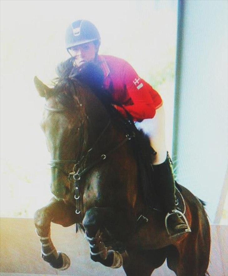 Belgisk varmblod Ulysse billede 8