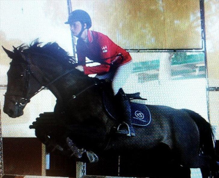 Belgisk varmblod Ulysse billede 9