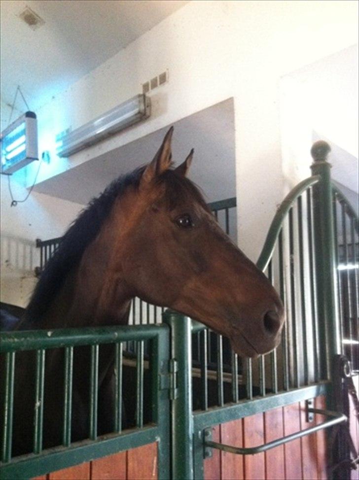 Belgisk varmblod Ulysse billede 10