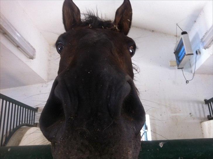 Belgisk varmblod Ulysse - awh <3 billede 11