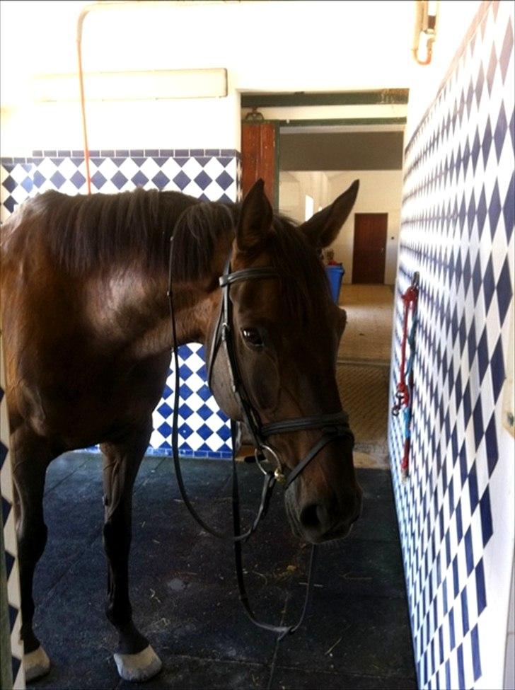 Belgisk varmblod Ulysse billede 12