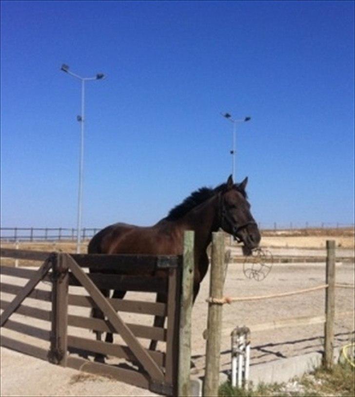Belgisk varmblod Ulysse - Løs i den lille arena efter landsstævnet i Lisbon :=) billede 13
