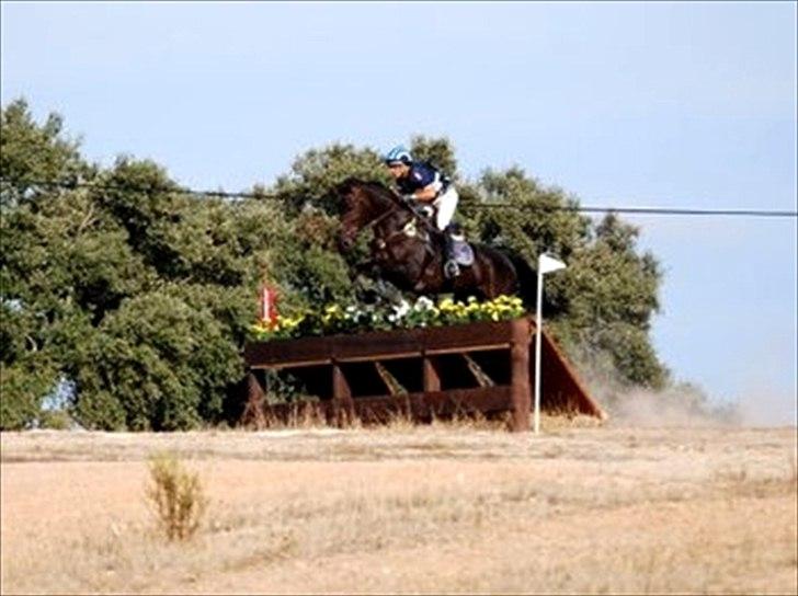 Belgisk varmblod Ulysse - Med Frederico Serra billede 14