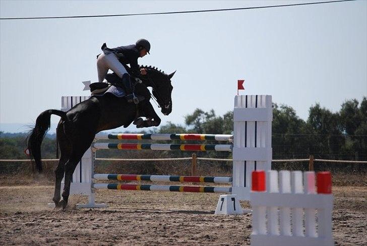 Belgisk varmblod Ulysse - CIC3* billede 15