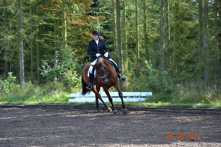 Dansk Varmblod Classy Dame - Stævne Haderup August 2011 billede 14