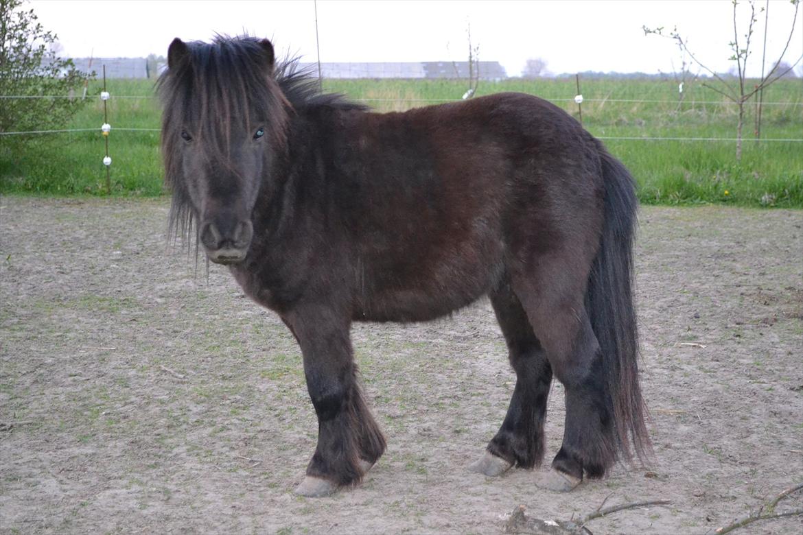 Shetlænder Dolf - velkommen til dolf's profil! :) læg gerne en kommentar+bedømmelse ;D billede 1