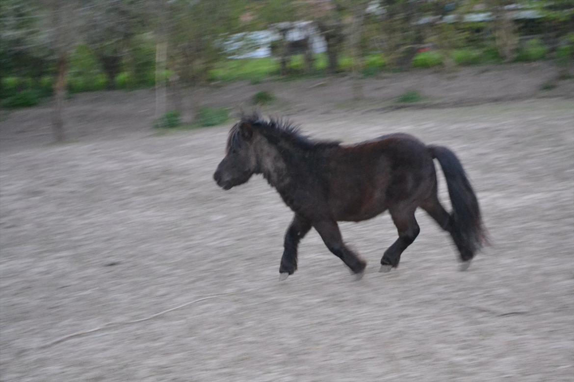 Shetlænder Dolf billede 2